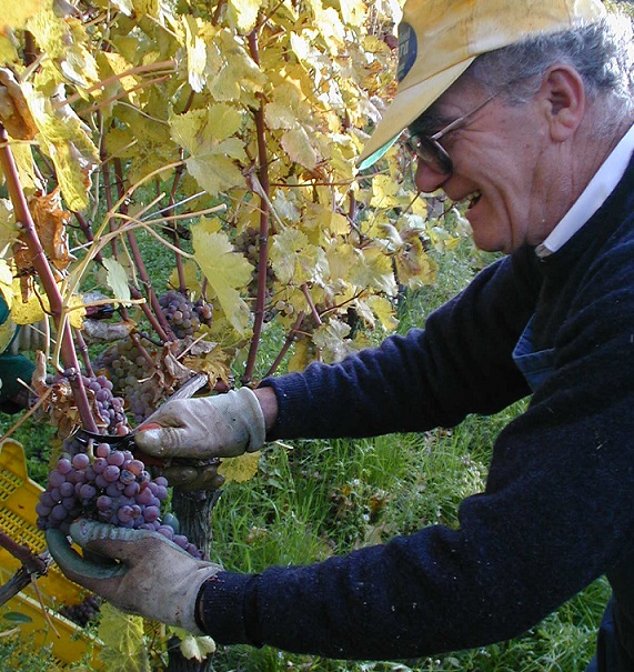 Sartarelli Balciana Harvest